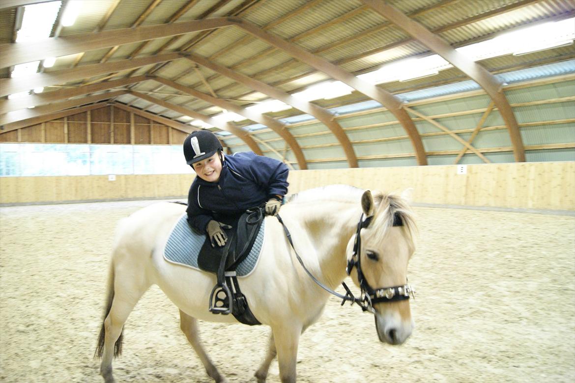 Fjordhest Mille <3 billede 15