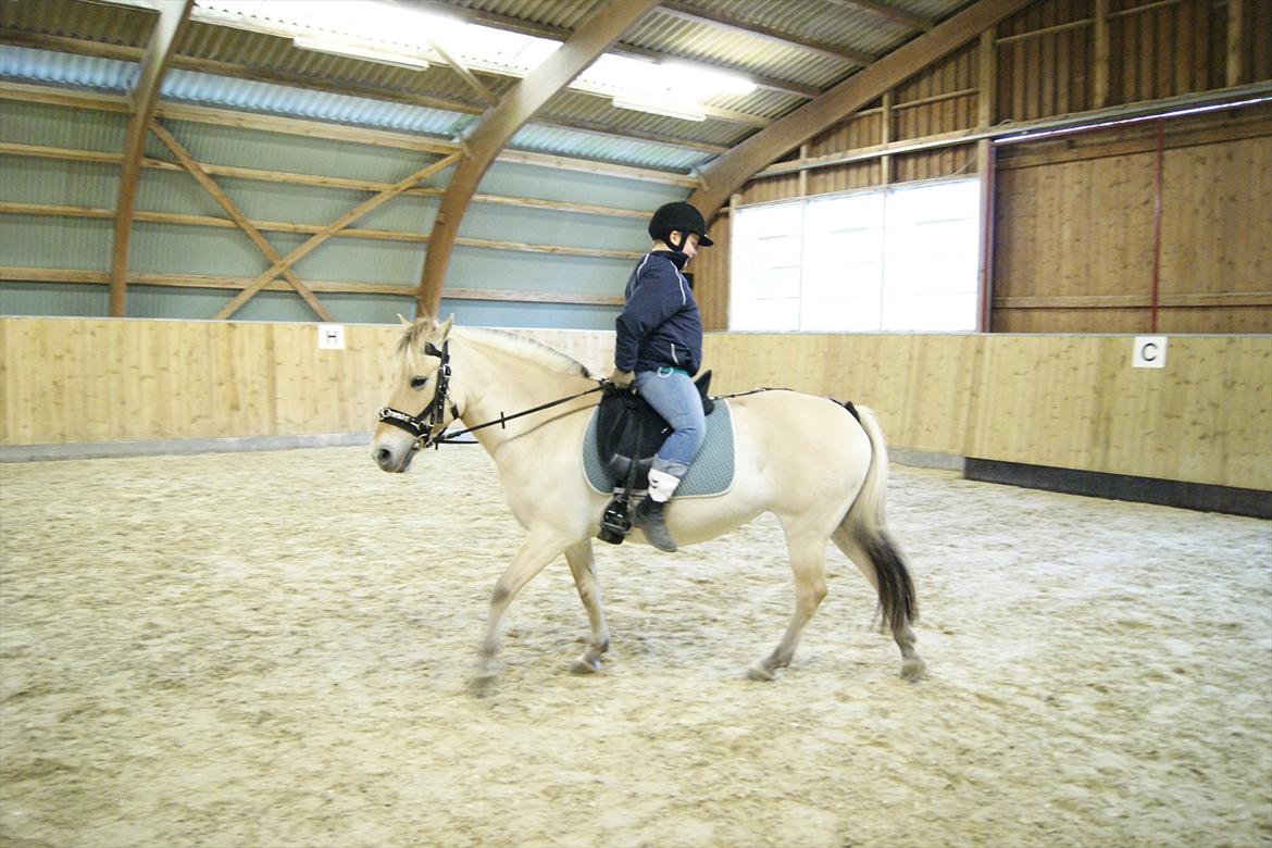 Fjordhest Mille <3 billede 16