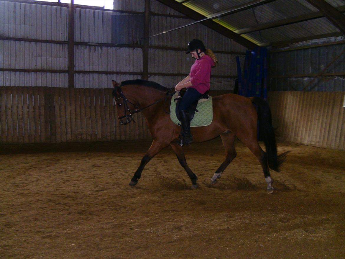 Anden særlig race San Diego billede 8