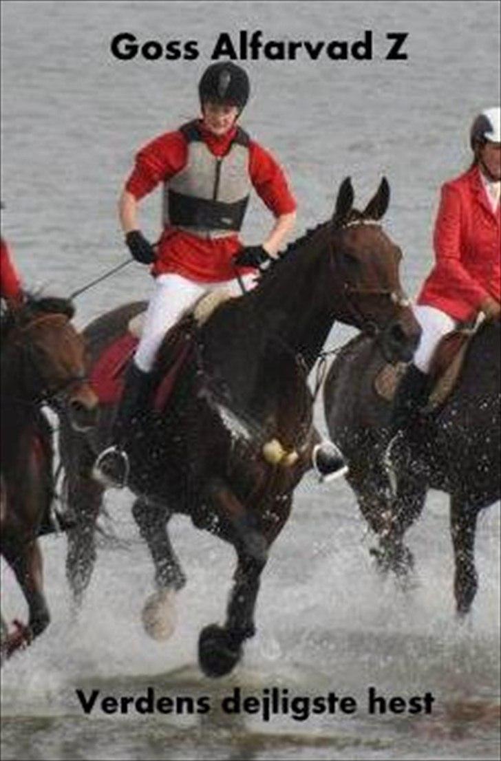Zangersheide Goss Alfarvad Z - Fra jagt i Hals rideklub. Det er hans første jagt og første gang han er i havet, på stranden. Han er så fantastisk dejlig :D billede 11