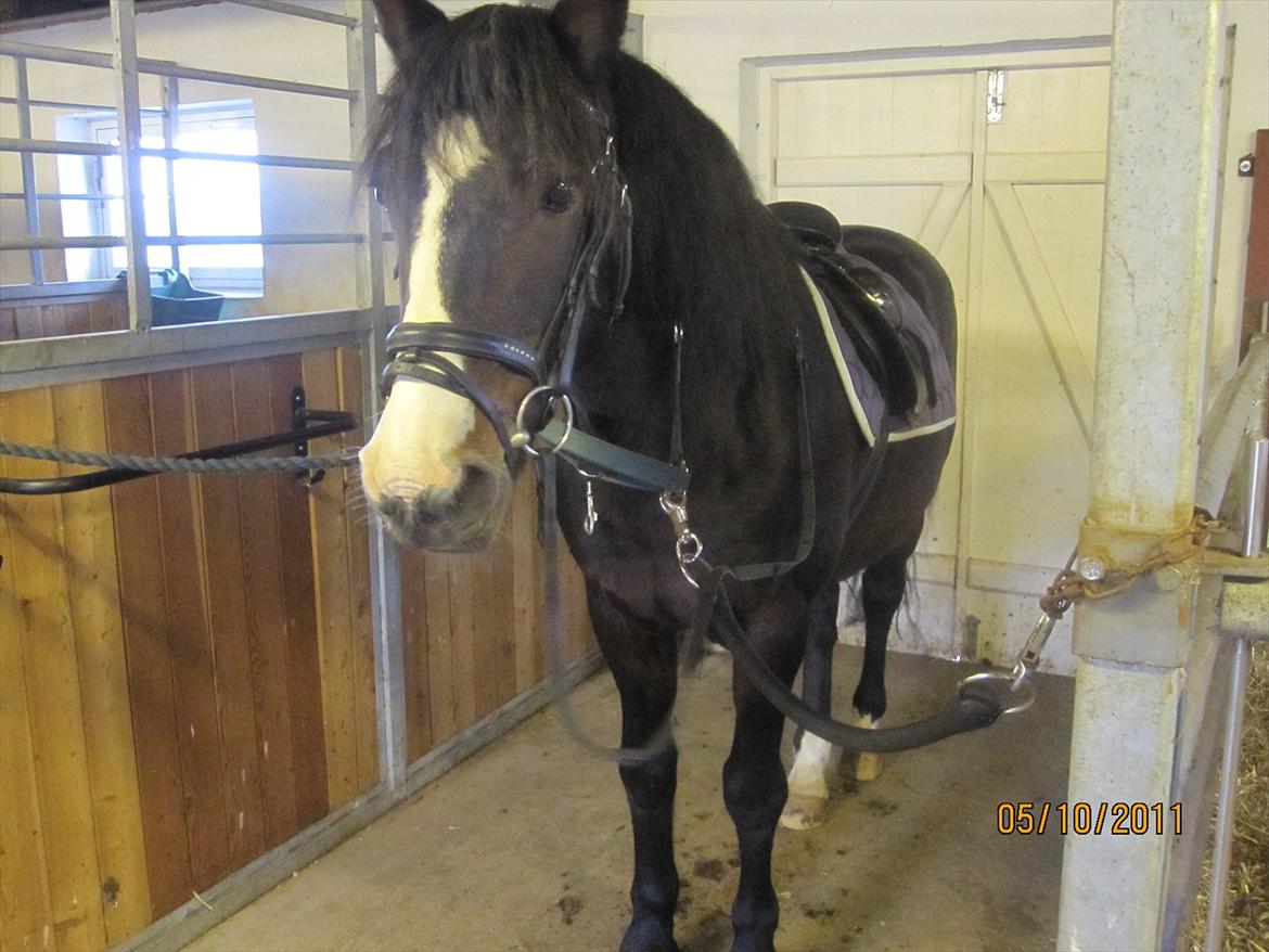 Anden særlig race Bruno (solgt) - 5/10-11 billede 6