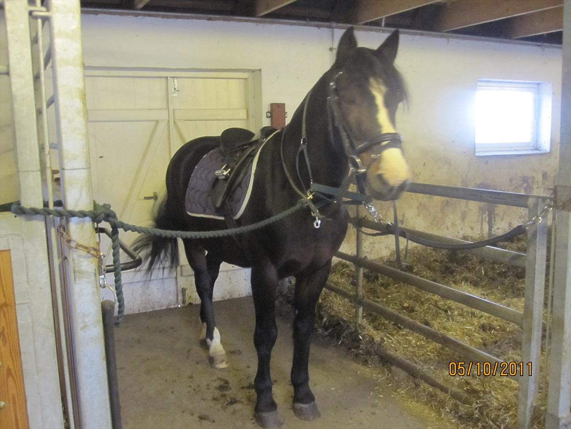 Anden særlig race Bruno (solgt) - 5/10-11 billede 7