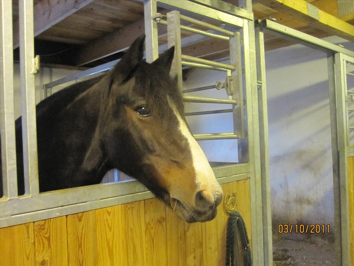 Anden særlig race Bruno (solgt) - Han tager alting i helt stiv arm billede 2
