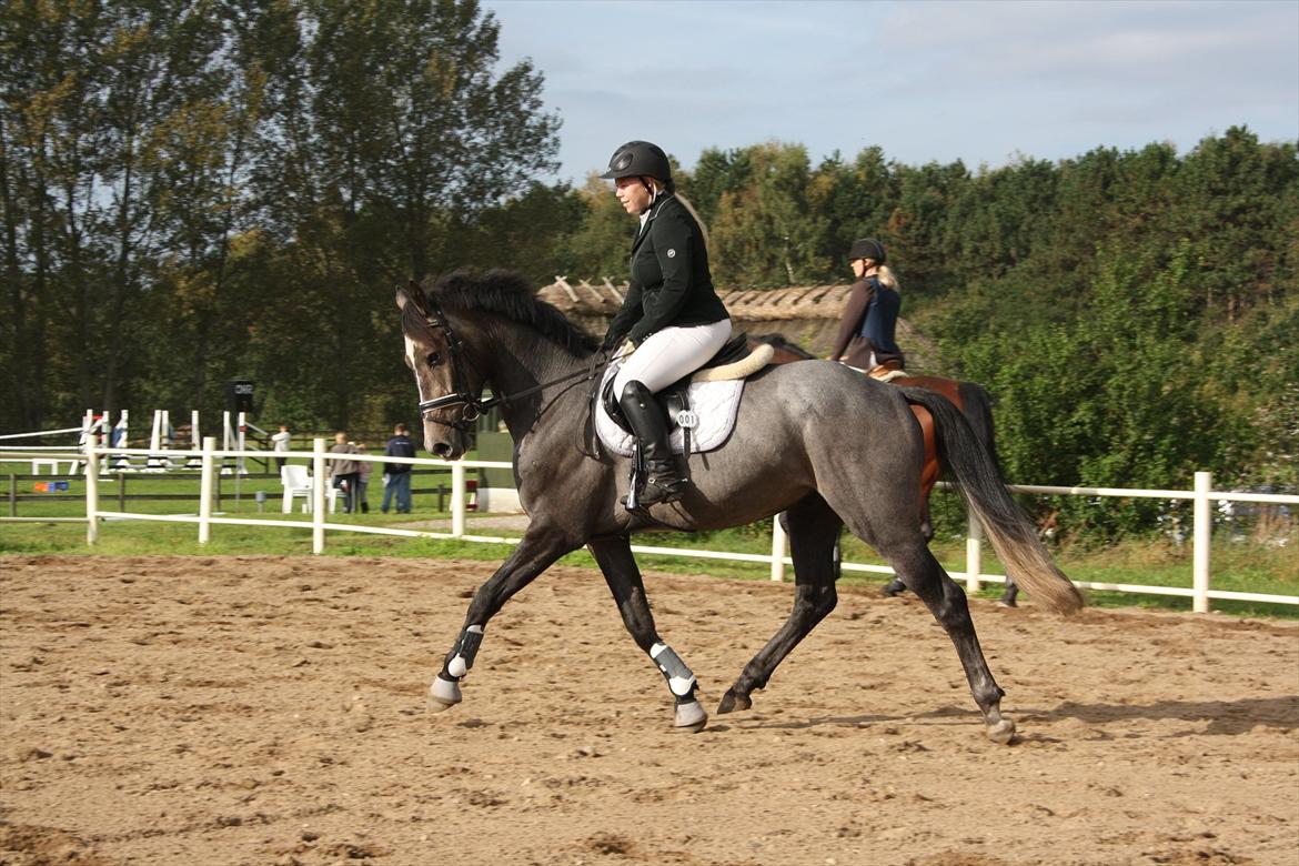 Dansk Varmblod Ny Corlinde Mario billede 4