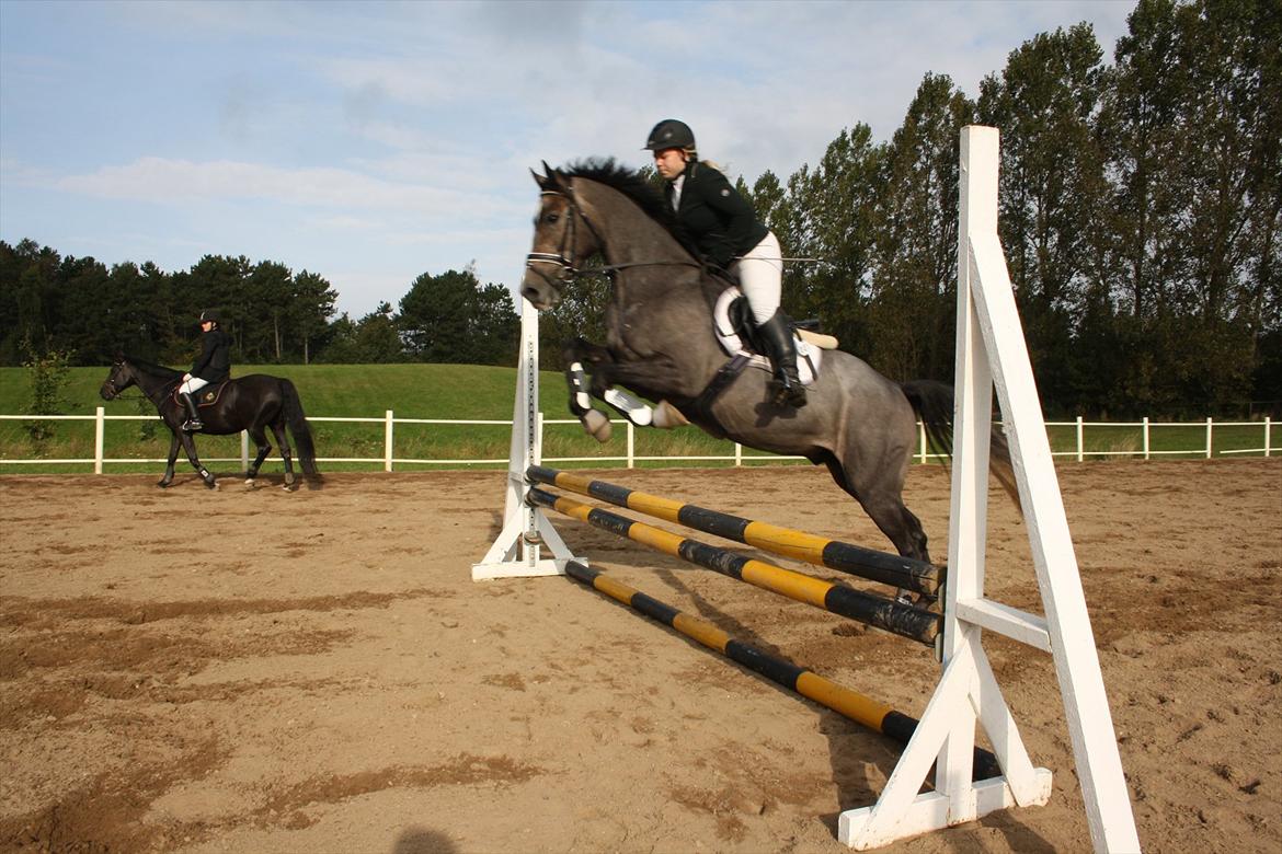 Dansk Varmblod Ny Corlinde Mario billede 2