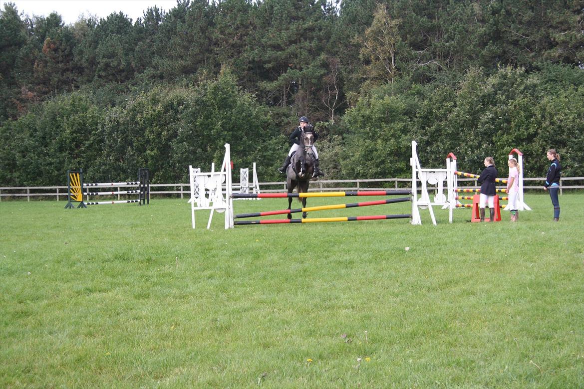 Dansk Varmblod Ny Corlinde Mario billede 10