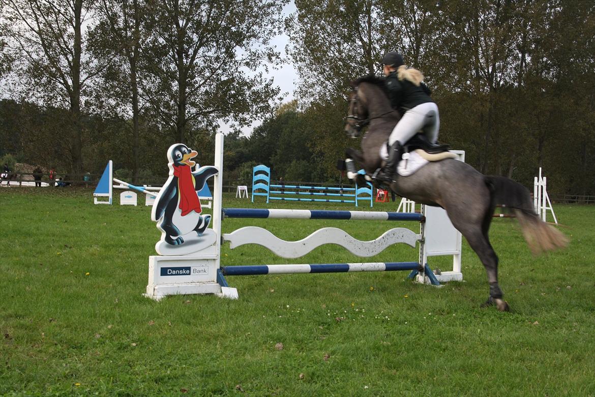 Dansk Varmblod Ny Corlinde Mario billede 3