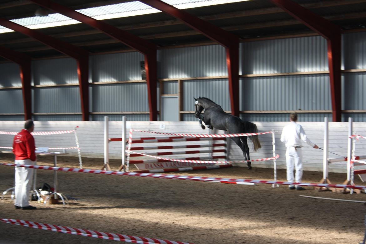 Dansk Varmblod Ny Corlinde Mario billede 9