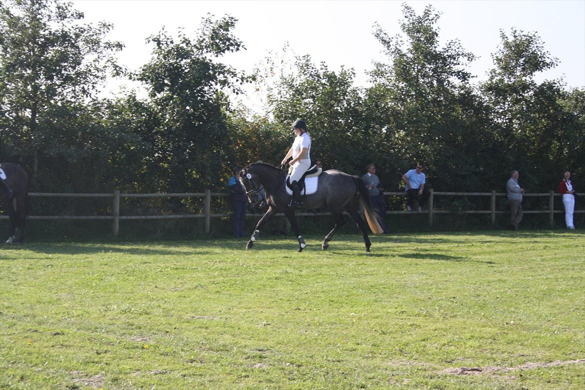 Dansk Varmblod Ny Corlinde Mario billede 8