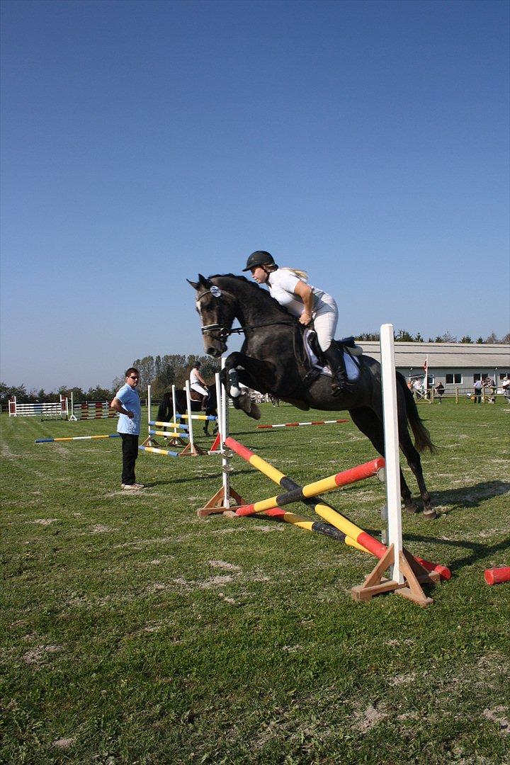 Dansk Varmblod Ny Corlinde Mario billede 1