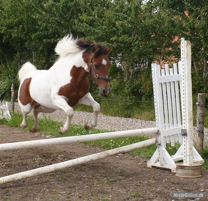 Pinto Starlight billede 2