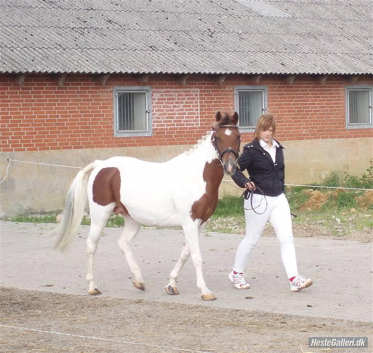 Pinto Starlight billede 3