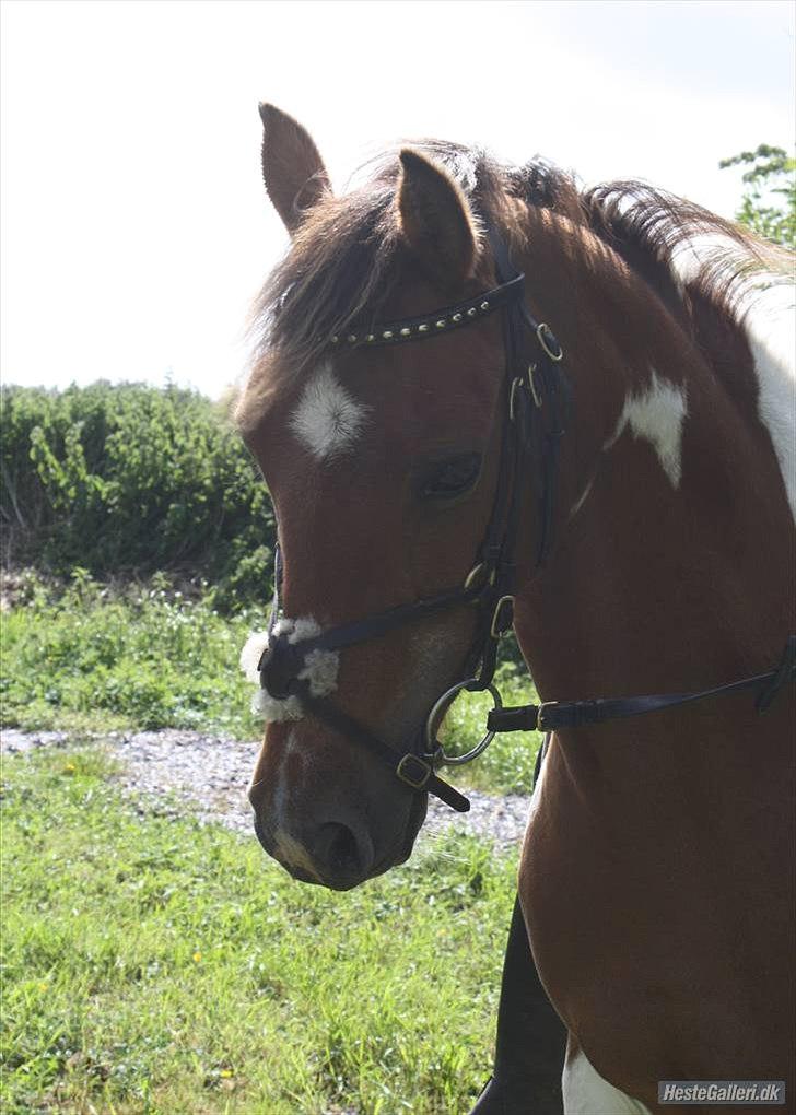 Pinto Starlight billede 4