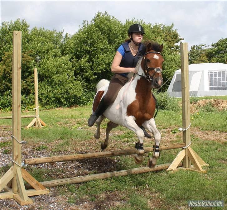 Pinto Starlight billede 6