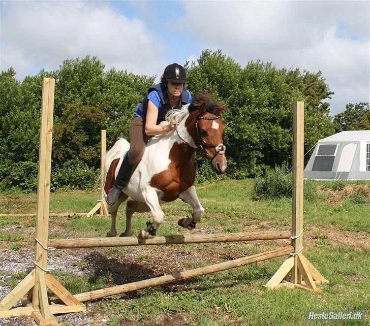 Pinto Starlight billede 8