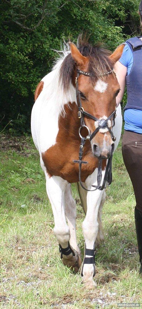 Pinto Starlight billede 10