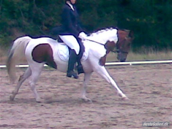 Pinto Starlight billede 11