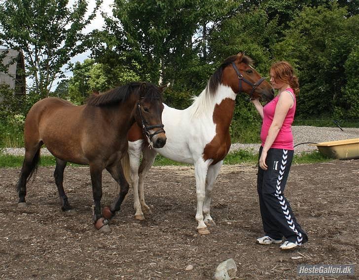 Pinto Starlight billede 12