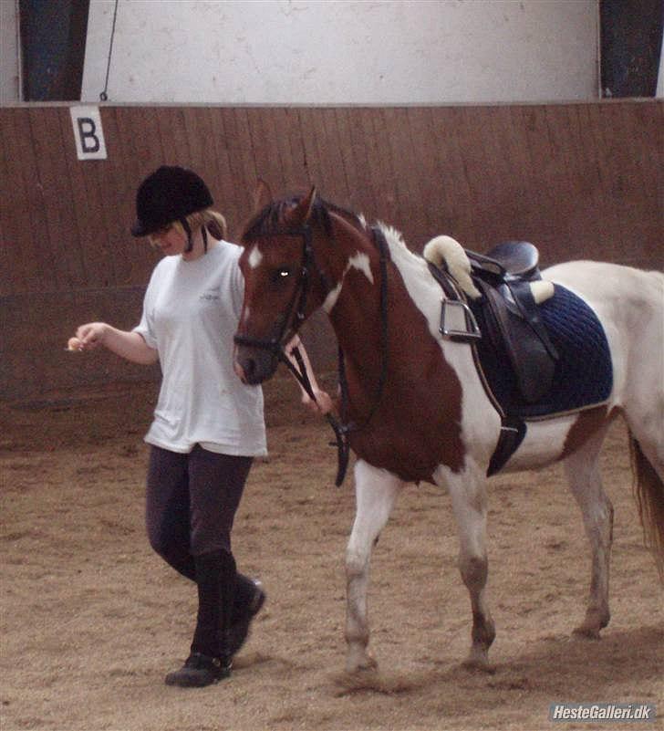 Pinto Starlight billede 13