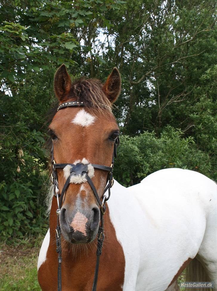 Pinto Starlight billede 14