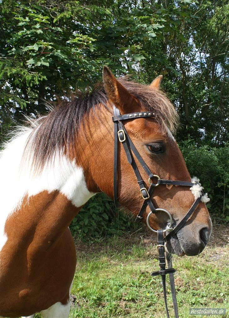 Pinto Starlight billede 15