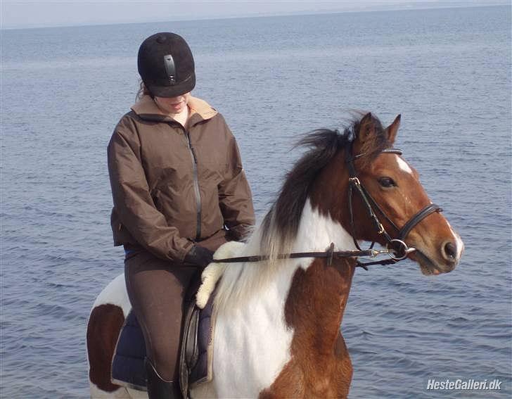 Pinto Starlight billede 16