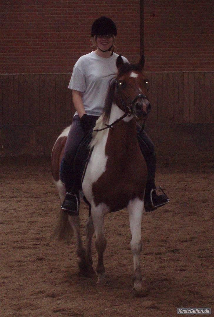 Pinto Starlight billede 17