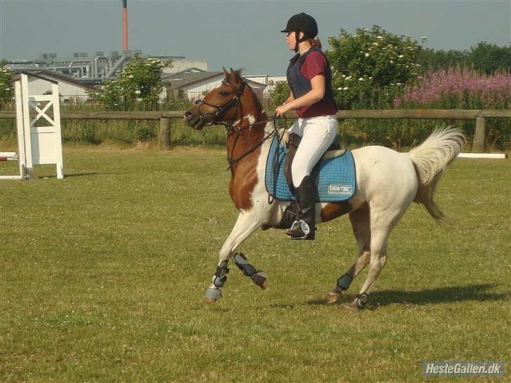 Pinto Starlight billede 20