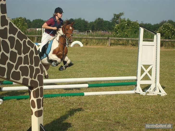 Pinto Starlight billede 22