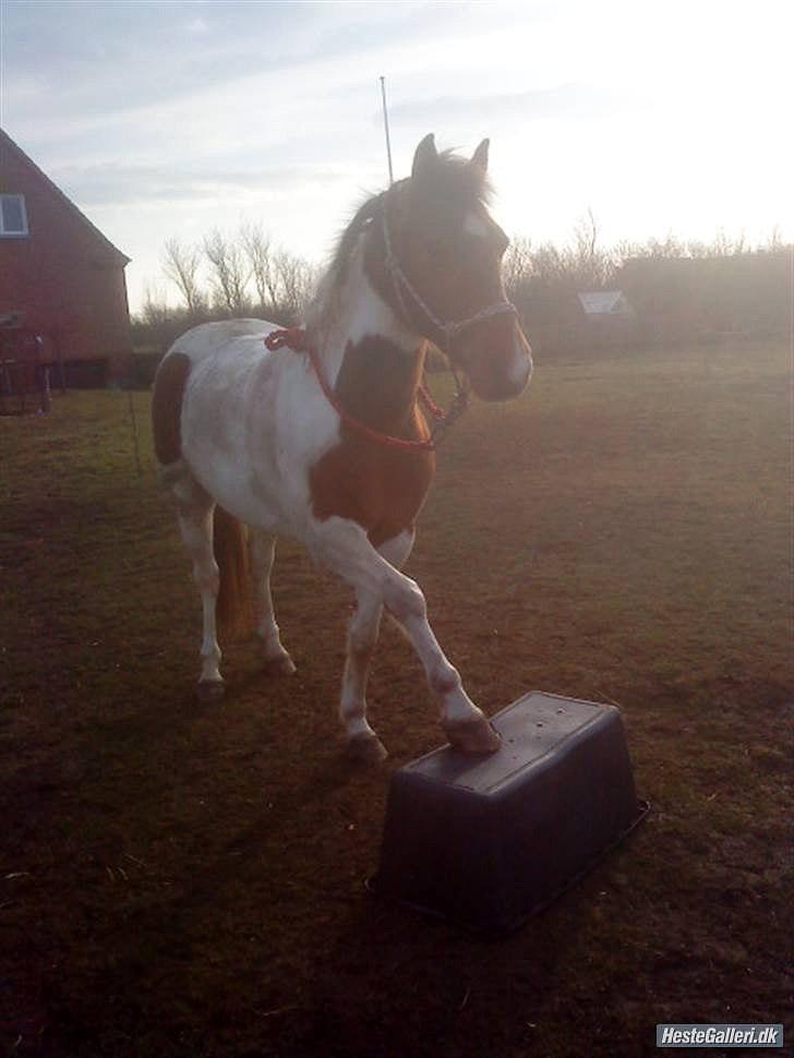 Pinto Starlight billede 24