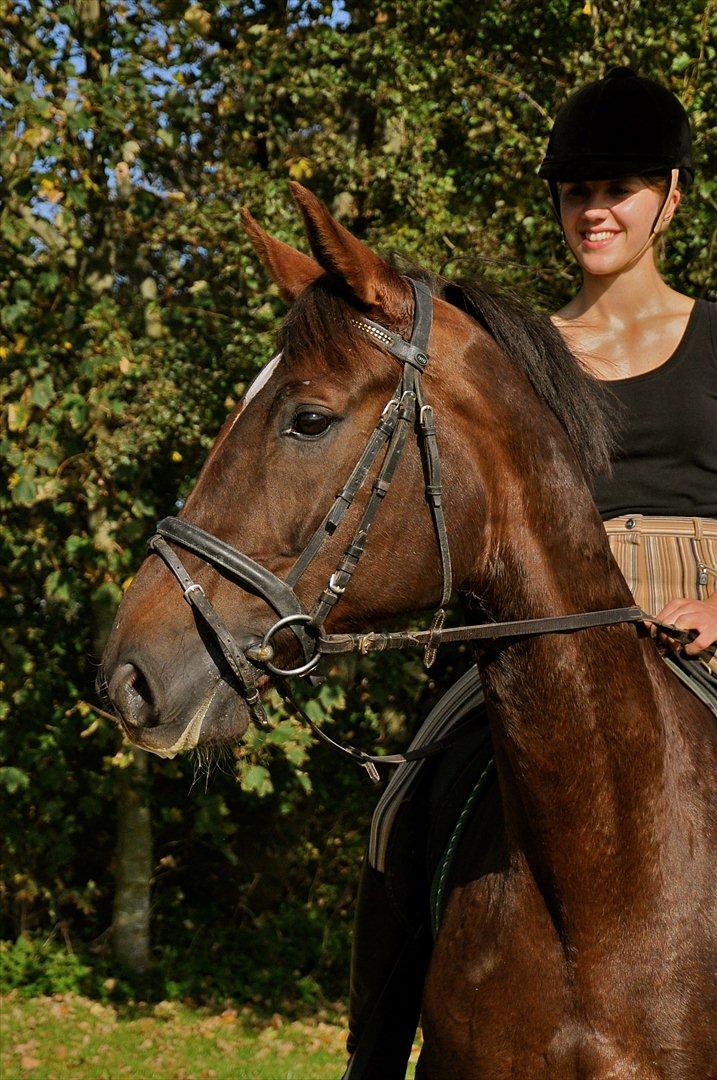 Dansk Varmblod A-Noir - Velkommen til A-Noirs profil :) billede 1