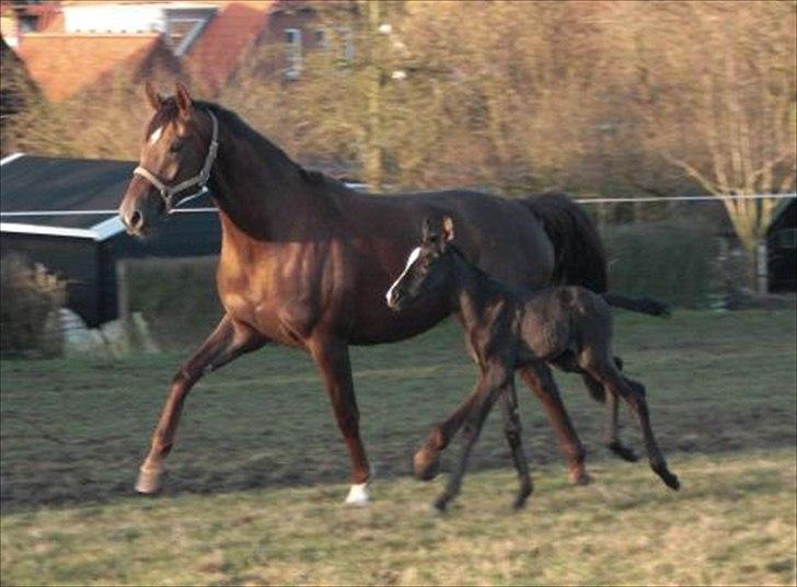 Dansk Varmblod A-Noir - A-Noir m. føl :) billede 2