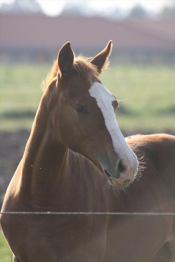 Anden særlig race Paloma billede 1