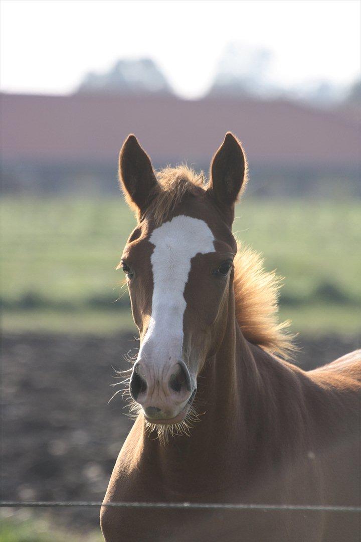 Anden særlig race Paloma billede 2