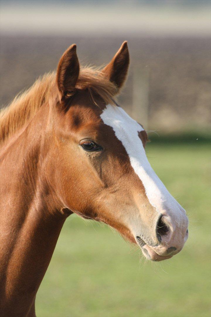 Anden særlig race Paloma billede 3