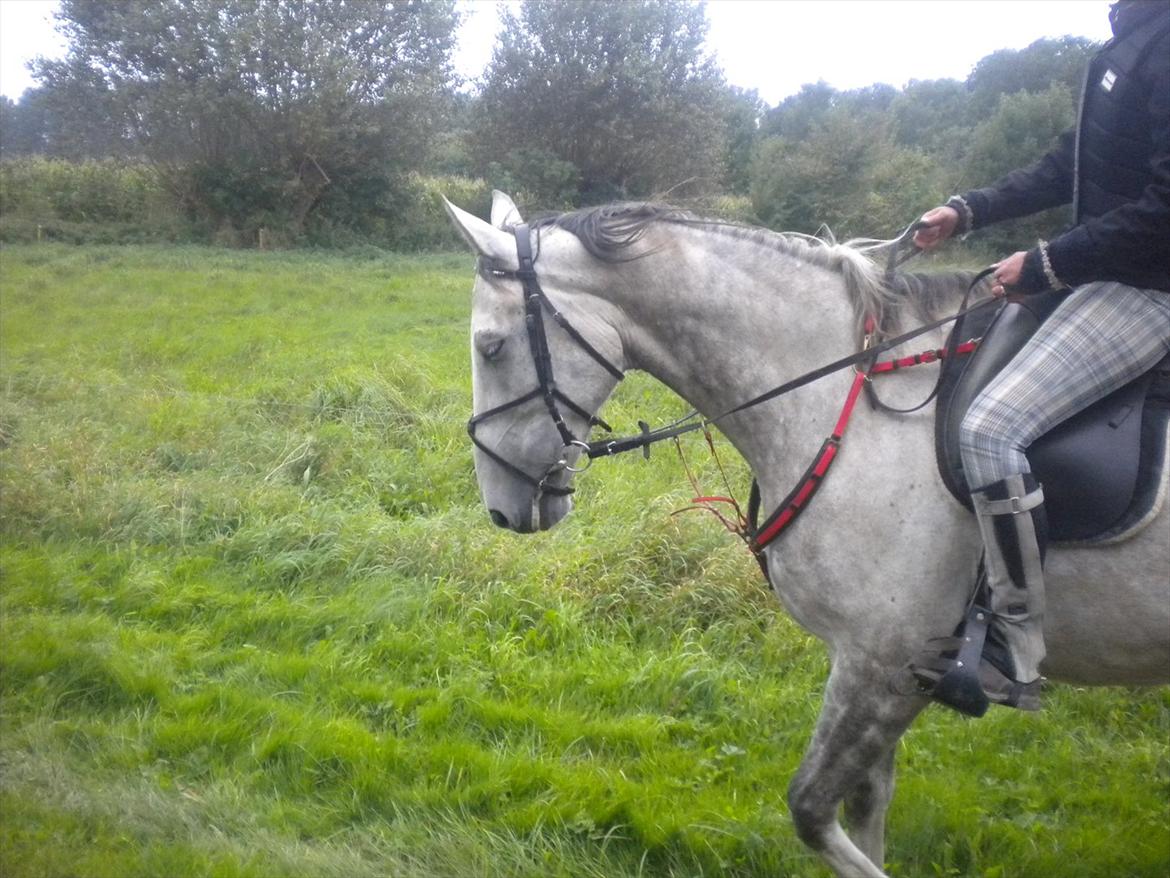 Polsk Varmblod irys  - første ride tur på ham vi er på vej til ÅSNR Rideklup billede 6