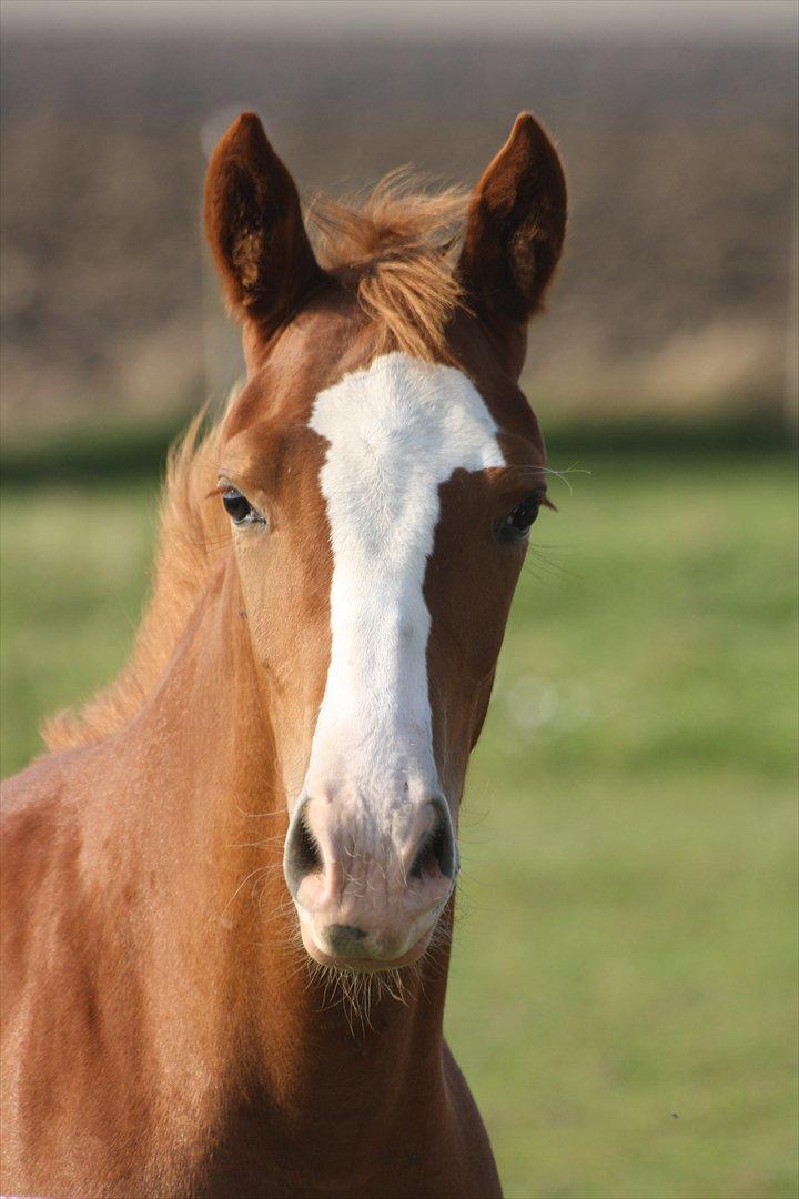 Anden særlig race Paloma billede 4