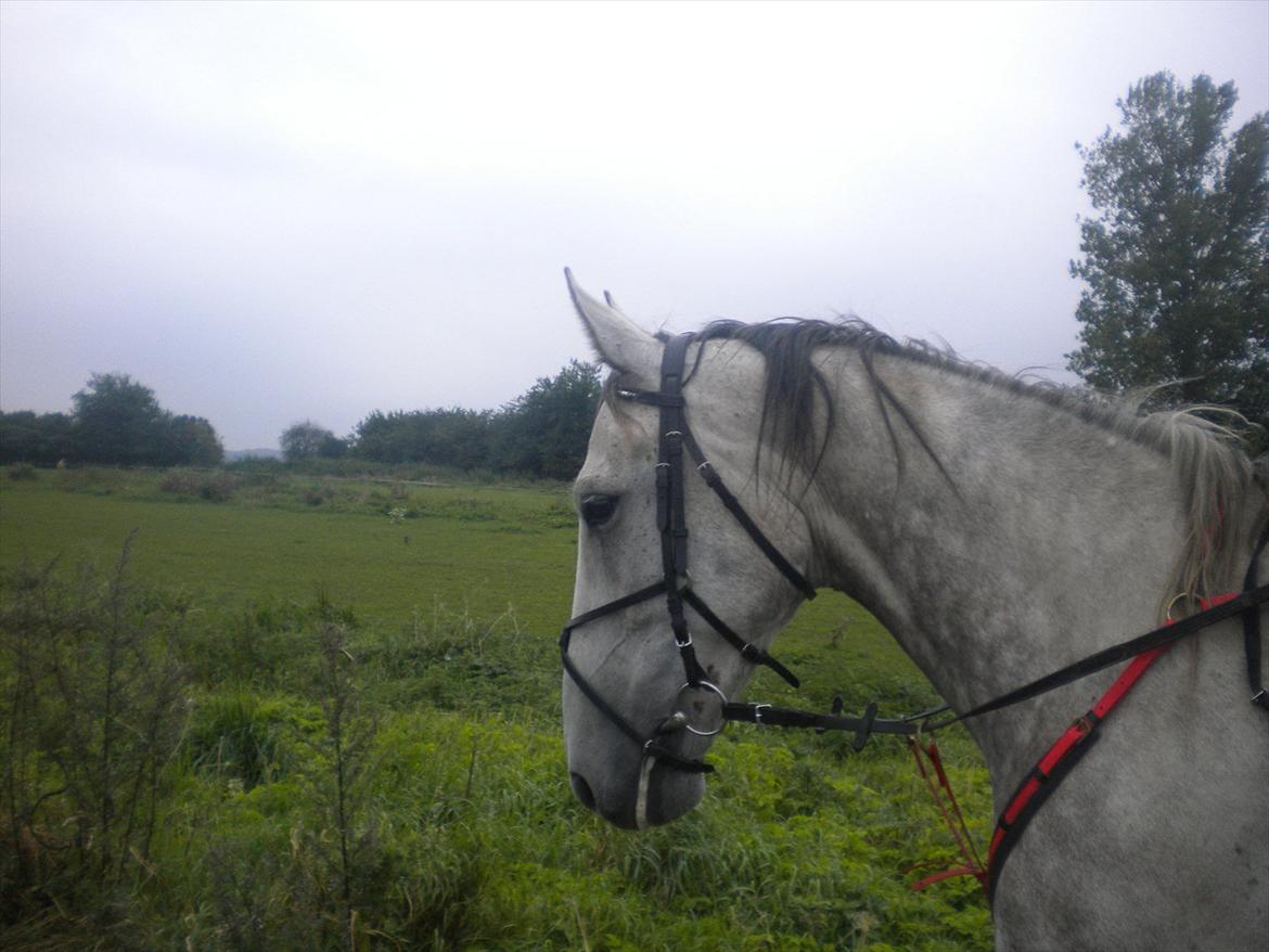 Polsk Varmblod irys  billede 7