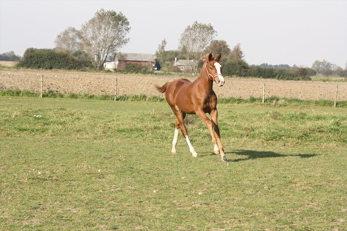 Anden særlig race Paloma billede 5