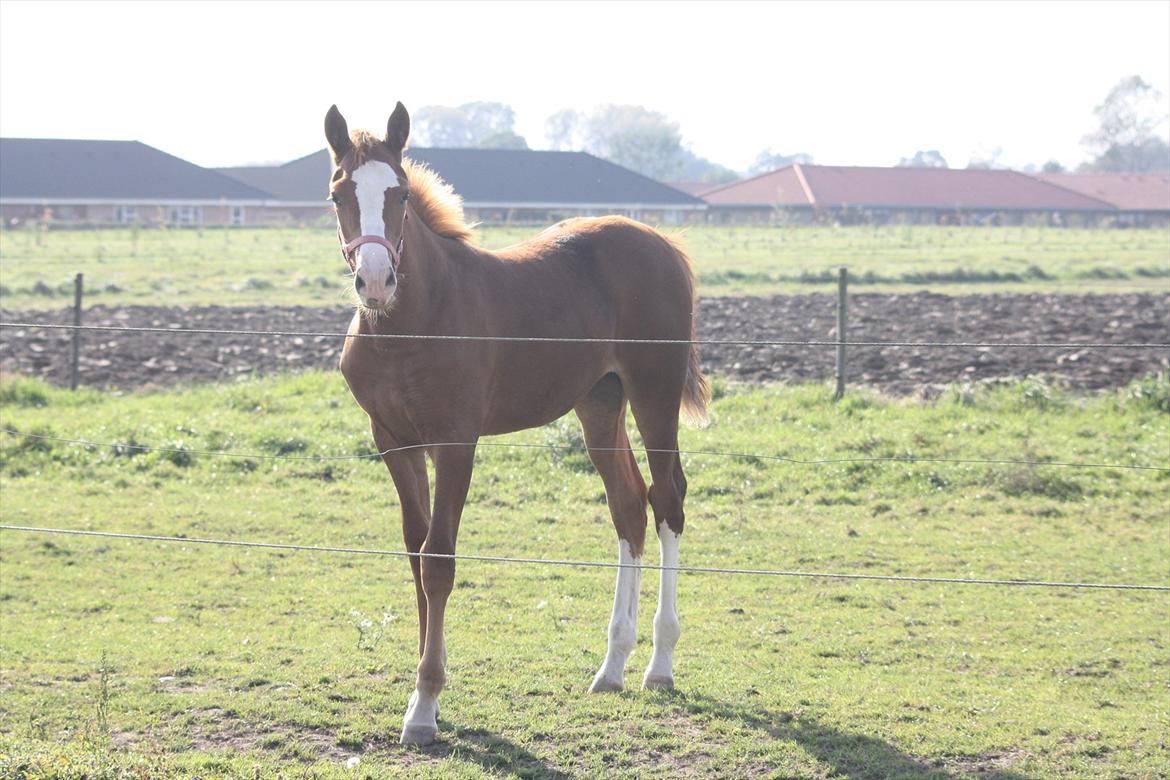 Anden særlig race Paloma billede 6