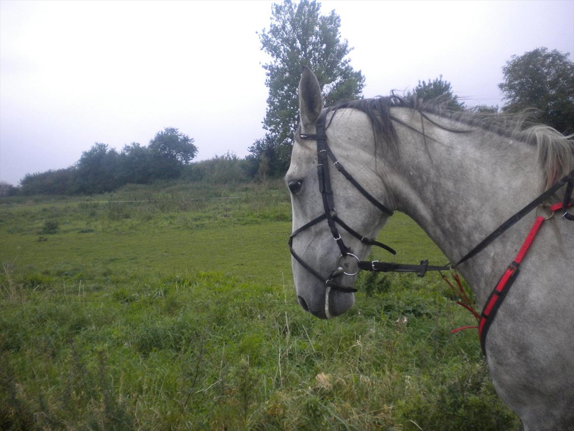 Polsk Varmblod irys  billede 8