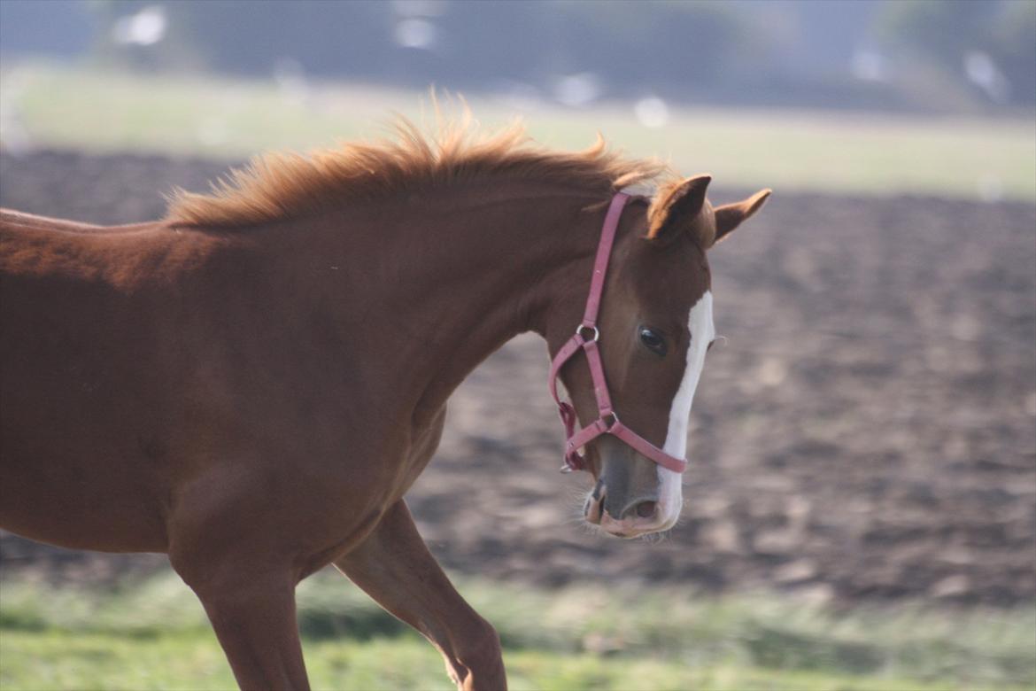 Anden særlig race Paloma billede 7