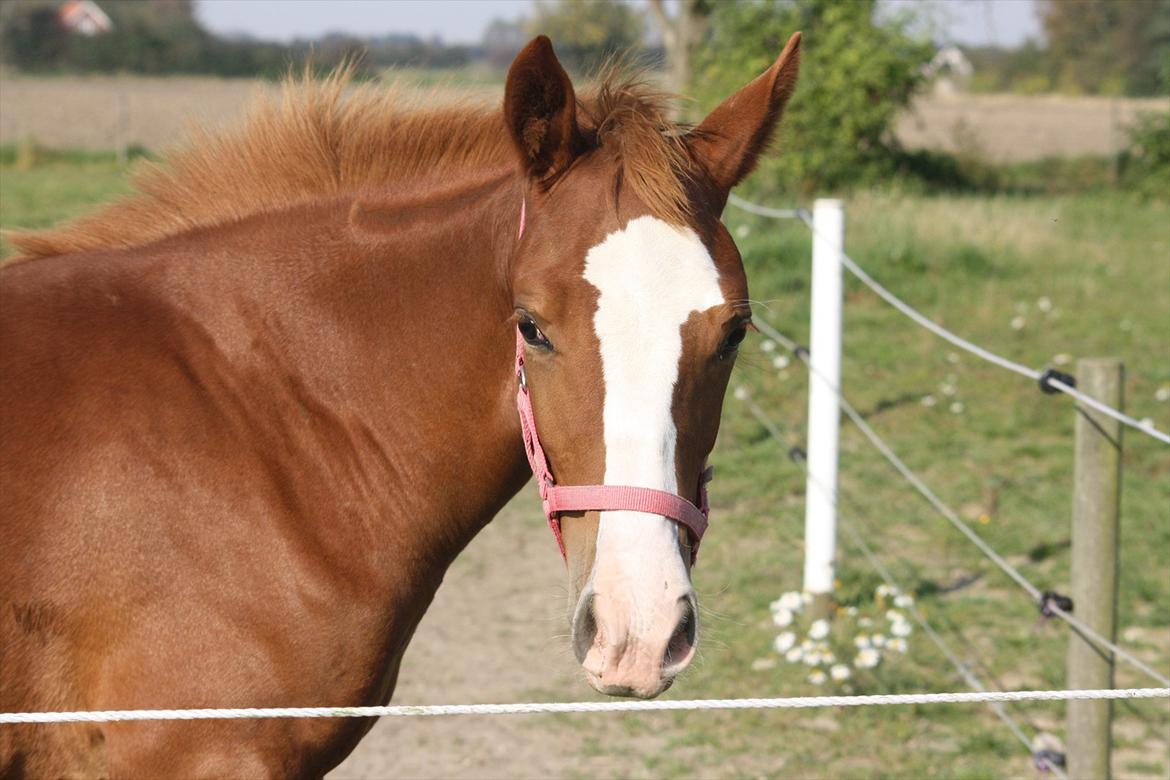 Anden særlig race Paloma billede 8