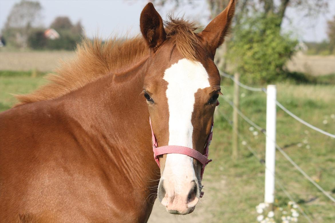 Anden særlig race Paloma billede 9