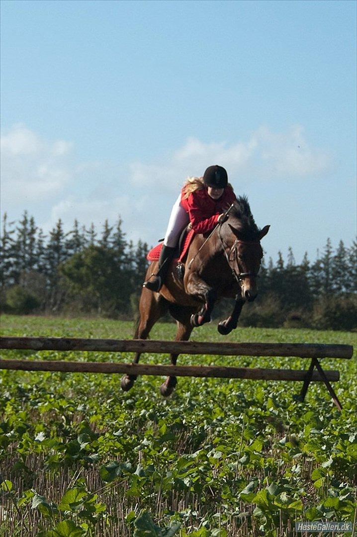 Anden særlig race Bitteby's Tulle.  - "Der er tidspunkter, hvor vi kan stole på en hest. Tidspunkter, hvor vi ikke kan, og tidspunkter, hvor vi er nødt til det"
Hubertusjagt med hendes sidste ejer Kristina. billede 6