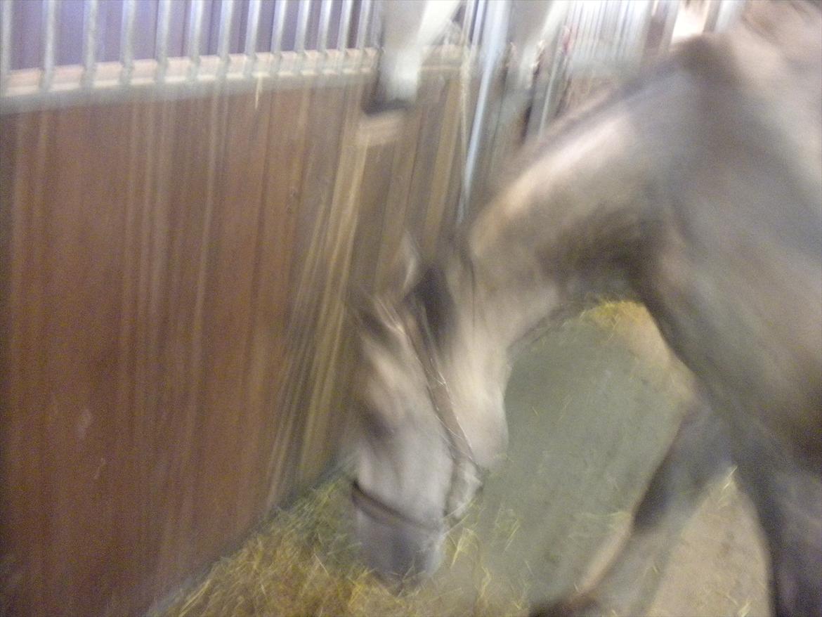 Polsk Varmblod irys  billede 9