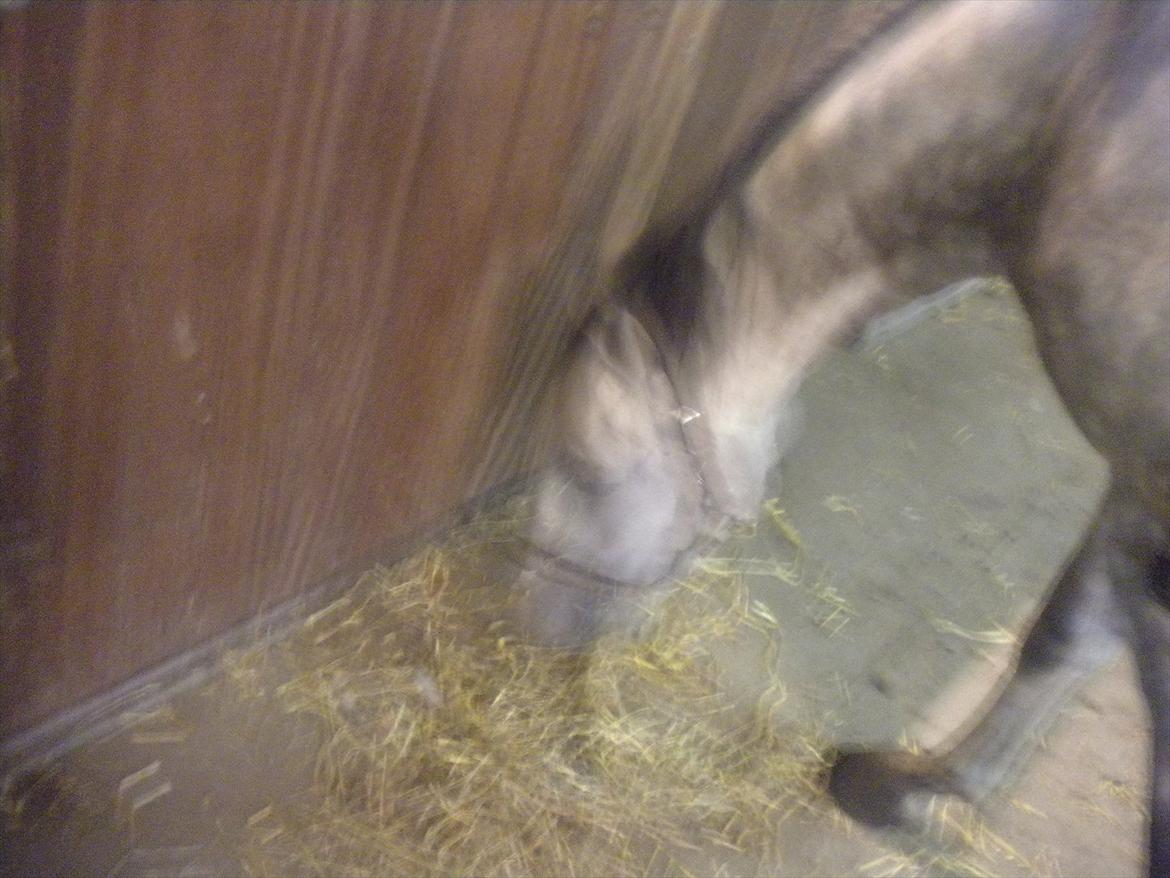 Polsk Varmblod irys  billede 10