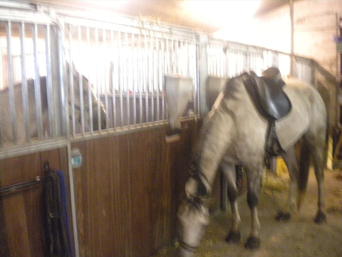 Polsk Varmblod irys  billede 11