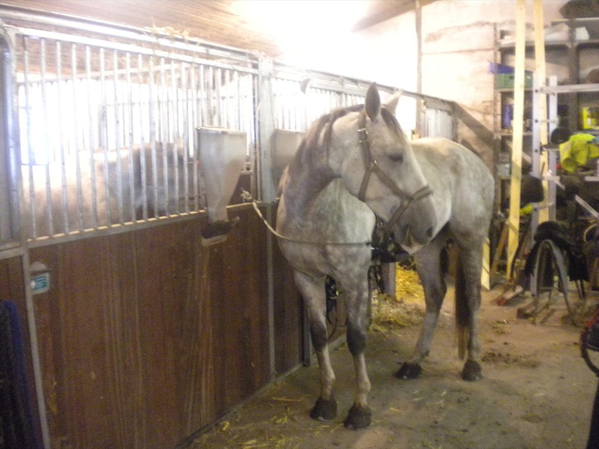 Polsk Varmblod irys  billede 12