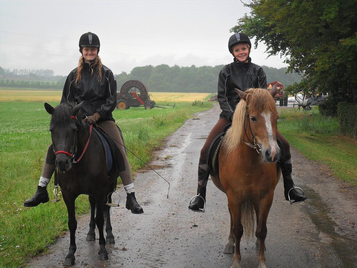 Islænder Pyrla frá Eyjólfsstödum - En meget våd fornøjelse!! billede 6